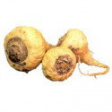 maca