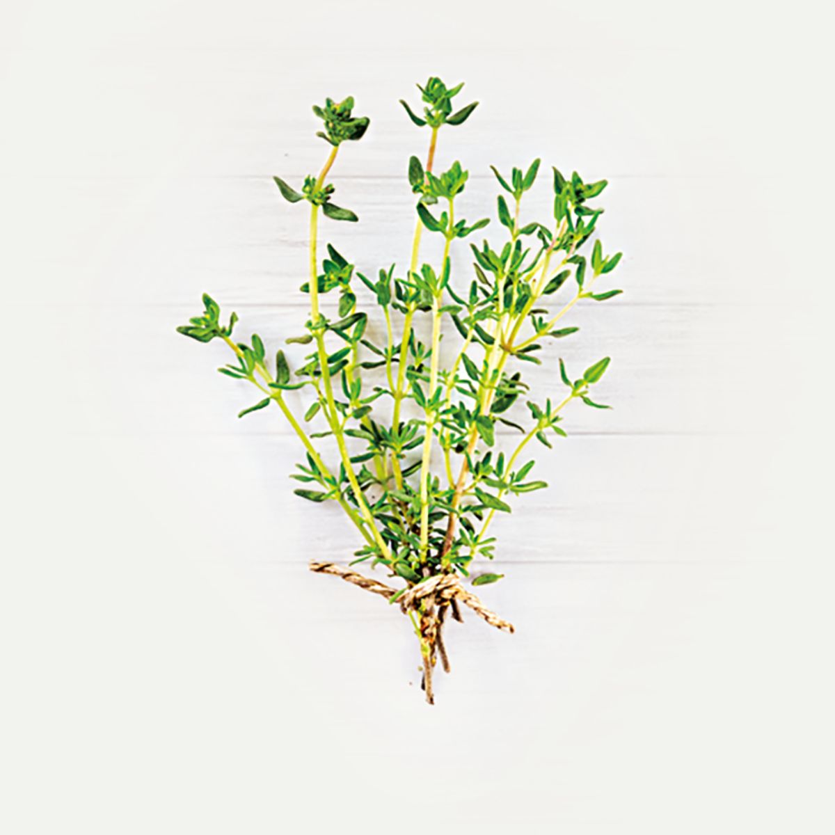 LEBENSBAUM Thymian gerebelt Btl 20 g
