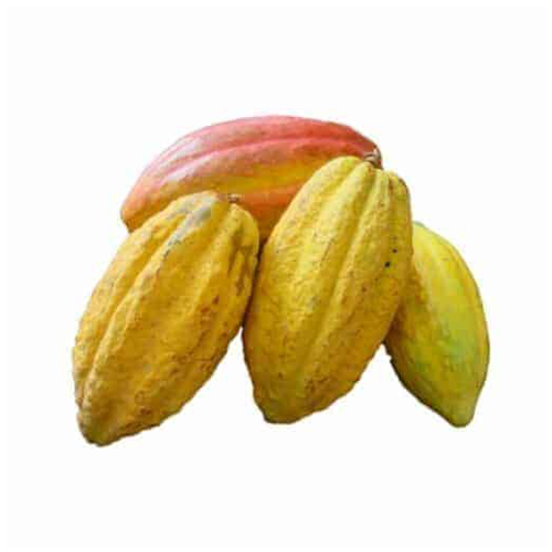 Sembrador Kakao Pulver Fairtrade Bio Beutel 250 g Sembrador Kakao Pulver Fairtrade Bio Beutel 250 g