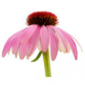 echinacea