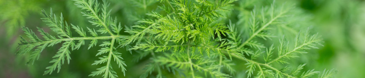 artemisia_annua