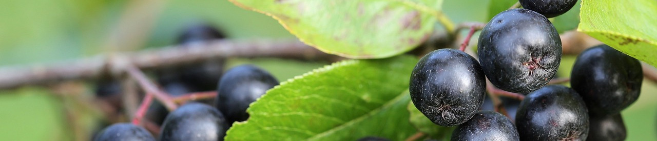 aronia-g10f616ba5_1280
